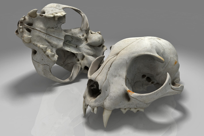 rendered cat skull object