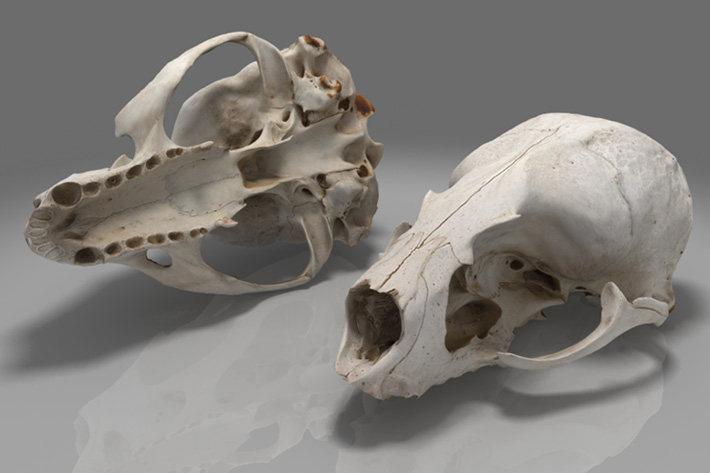 rendered cat skull object