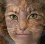 Cat morph thumbnail image